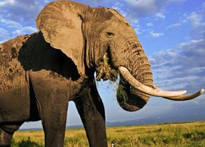 موجودی غول پیکر با وزنی به میزان 21 فیل!، عکس