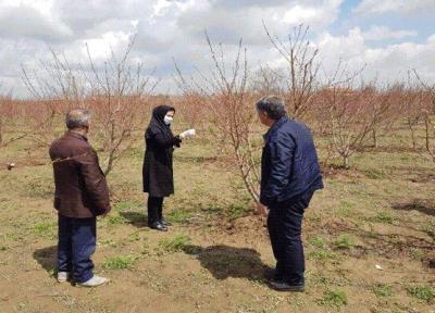 خسارت 152 میلیارد ریالی تگرگ به باغ های میاندوآب