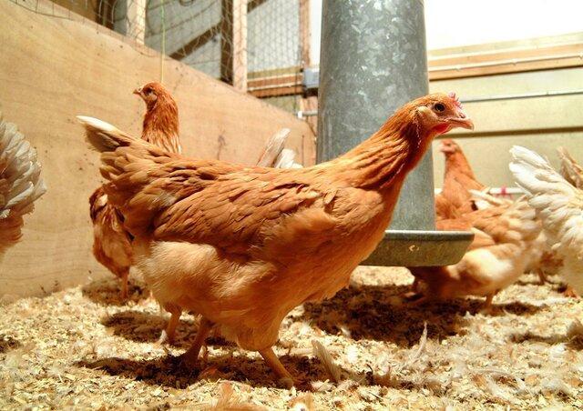 تقدیر از رئیس جهاد کشاورزی قزوین همزمان با افزایش قیمت مرغ!