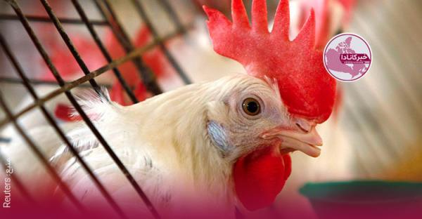 آنفولانزای مرغی به چهارمین مزرعه در کبک رسید