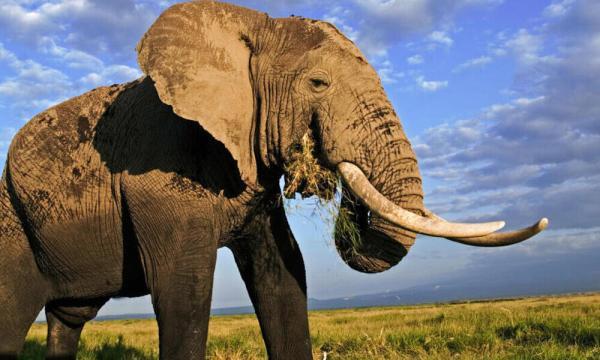 موجودی غول پیکر با وزنی به میزان 21 فیل!، عکس